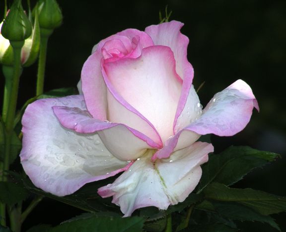 Moonstone photo 2014_06080008_zps77baabc5.jpg